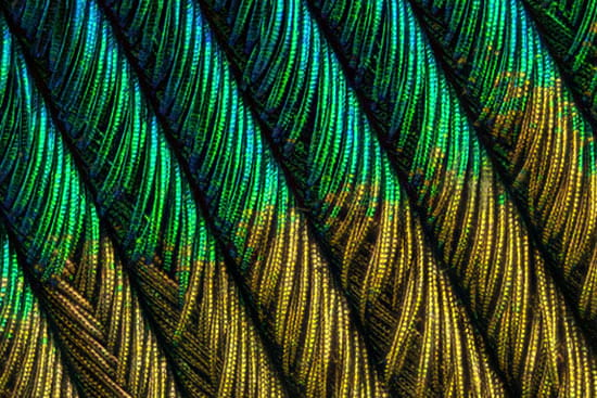 t نگاهی دقیق‌تر به یک پروژه عکاسی سوپر ماکرو: پر طاووس